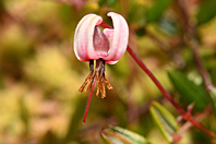 Vaccinium microcarpum Vaccinium microcarpum